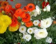 Лілія вирощування і догляд у відкритому грунті