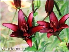 Лілії весняне розмноження і посадка цибулин в будинку (цибулин) Лілії весняне розмноження і посадка цибулин в будинку
