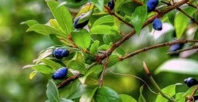 Лляні штори 30 ідей елегантного оформлення вікон (лляні) Лляні штори 30 ідей елегантного оформлення вікон