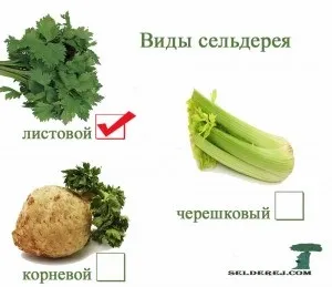 Листовий селера, селера