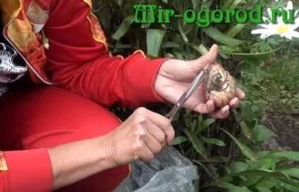Лілія вирощування і догляд у відкритому грунті
