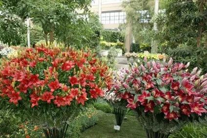Лілія кущова фото посадки і догляд сорти і боротьба з шкідниками (посадки) Лілія кущова фото посадки і догляд сорти і боротьба з шкідниками