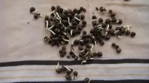 Любіть каркаде виростите суданську троянду!