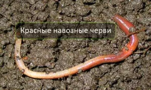Кращі приманки на коропа; які, як вибрати, як приготувати своїми руками (приготувати) Кращі приманки на коропа; які, як вибрати, як приготувати своїми руками