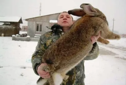 Кращі породи кролів для розведення в домашніх умовах (домашніх) Кращі породи кролів для розведення в домашніх умовах