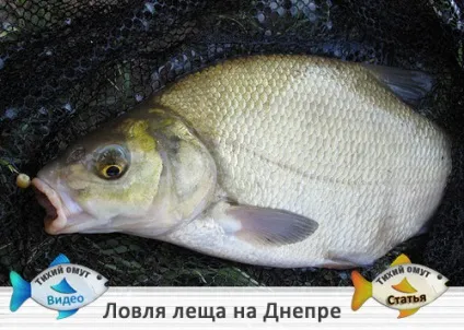 Ловля ляща на дніпрі - тихий омут (нічний) Ловля ляща на дніпрі - тихий омут