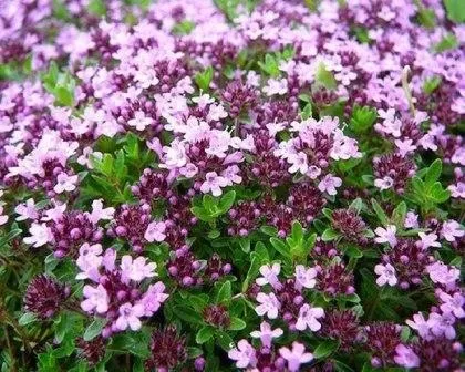 Масло з чебрецю ефірне, лікування (чебрецю) Масло з чебрецю ефірне, лікування