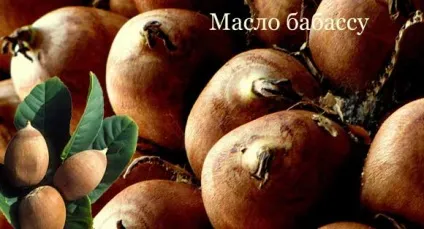 Бабасу корисні властивості, застосування і протипоказання (масло) Бабасу корисні властивості, застосування і протипоказання