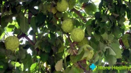 Маклюра секрети приготування настоянки (настоянки) Маклюра секрети приготування настоянки