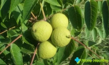 Маклюра секрети приготування настоянки (краплі рази день) Маклюра секрети приготування настоянки