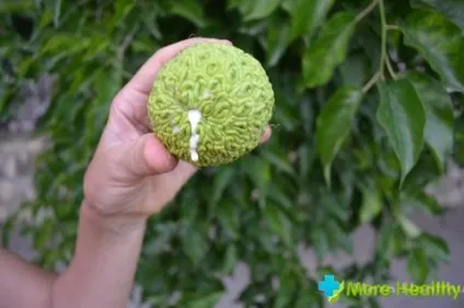 Маклюра секрети приготування настоянки (приготування) Маклюра секрети приготування настоянки