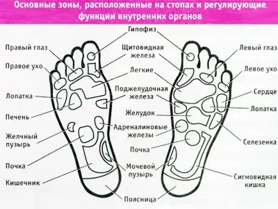 Масаж активних точок стопи як впливати на зони органів на стопах, лікувати масажем стопи (активних) Масаж активних точок стопи як впливати на зони органів на стопах, лікувати масажем стопи