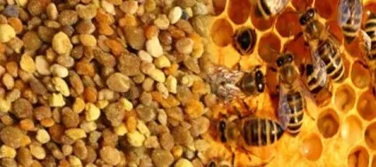 Масло прополісу корисні властивості, застосування і приготування вдома