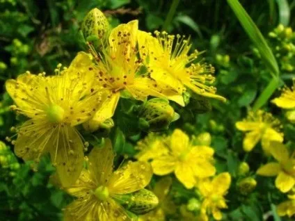 Масло звіробою застосування і користь (масло) Масло звіробою застосування і користь