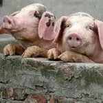 Заходи щодо попередження та ліквідації АЧС, ветеринарна служба Смелаской області (заходи) Заходи щодо попередження та ліквідації АЧС, ветеринарна служба Смелаской області