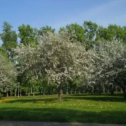 Місця весільних прогулянок, http