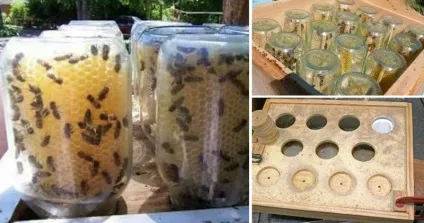 Мед відразу в банках геніальне рішення для тих, хто вирішив зайнятися бджолами () Мед відразу в банках геніальне рішення для тих, хто вирішив зайнятися бджолами