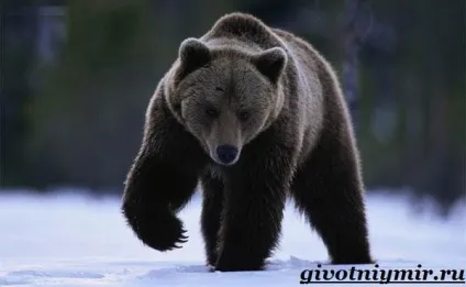 Ведмідь грізлі 1