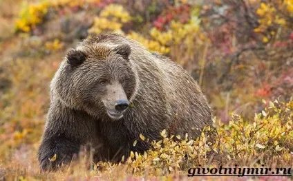 Ведмідь грізлі 1