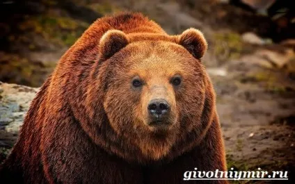 Ведмідь грізлі 1