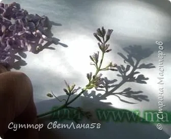 Мк бузок з холодного фарфору, країна майстрів (майстер-клас) Мк бузок з холодного фарфору, країна майстрів