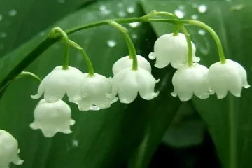 Багатоярусні клумби своїми руками (руками) Багатоярусні клумби своїми руками