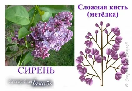 Мк бузок з холодного фарфору, країна майстрів (гілочка буде виглядати) Мк бузок з холодного фарфору, країна майстрів