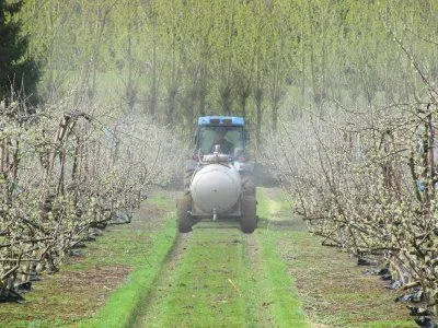 Моніліоз, або моніліальний опік плодових дерев ознаки, фото (опік) Моніліоз, або моніліальний опік плодових дерев ознаки, фото