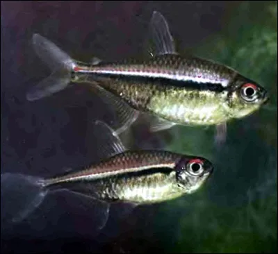 Мотиль (chironomus plumosus) мотиль, зовнішній вигляд розміри харчуються живий корм для акваріумних рибок (plumosus) Мотиль (chironomus plumosus) мотиль, зовнішній вигляд розміри харчуються живий корм для акваріумних рибок