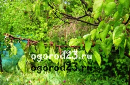 Моніліоз (моніліальний опік) - лікування плодових деревах (деревах) Моніліоз (моніліальний опік) - лікування плодових деревах