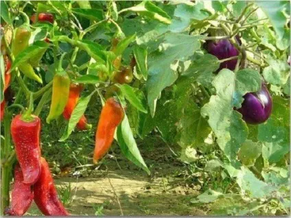 Чи можна садити разом перець і баклажани у відкритому грунті і в теплиці (садити) Чи можна садити разом перець і баклажани у відкритому грунті і в теплиці