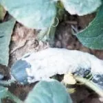 Муларди щипають пір'я один у одного що робити поради, фото (щипають) Муларди щипають пір'я один у одного що робити поради, фото