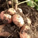 Муларди щипають пір'я один у одного що робити поради, фото (Муларди) Муларди щипають пір'я один у одного що робити поради, фото