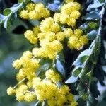 Борошниста роса - мої кімнатні рослини (рослини) Борошниста роса - мої кімнатні рослини