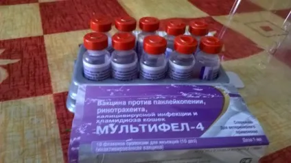 Мультіфел-4 інструкція із застосування вакцини для кішок і відгуки про щеплення (схема) Мультіфел-4 інструкція із застосування вакцини для кішок і відгуки про щеплення