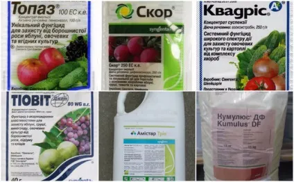 Борошниста роса на помідорах ознаки ураження, заходи боротьби, фото (борошниста роса на помідорах фото) Борошниста роса на помідорах ознаки ураження, заходи боротьби, фото