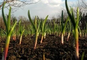 Що необхідно класти в лунку при посадці помідор (класти) Що необхідно класти в лунку при посадці помідор
