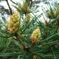 Народна медицина соснові шишки проти кашлю (кашлю) Народна медицина соснові шишки проти кашлю