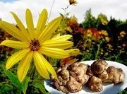 Наскільки корисний топінамбур при цукровому діабеті (діабетикам) 1 і 2 типу (топінамбур цукровий діабет рецепти лікування діабетик 2 типу сік листя землягная груша таблетки) Наскільки корисний топінамбур при цукровому діабеті (діабетикам) 1 і 2 типу