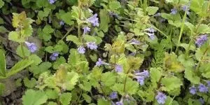 Народна медицина - лікування водоростями