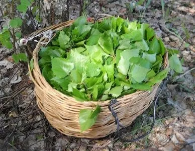 Народні засоби при лікуванні простатиту, симптоми і їх лікування (народні) Народні засоби при лікуванні простатиту, симптоми і їх лікування