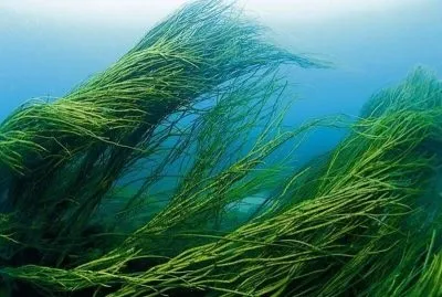 Народна медицина - лікування водоростями