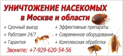 Комахи у ванній і туалеті - чому вони завелися і як з ними боротися (комахи) Комахи у ванній і туалеті - чому вони завелися і як з ними боротися
