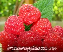 Нітрати в овочах, зелені і фруктах, блог Ірини Зайцевої (нітрати в овочах) Нітрати в овочах, зелені і фруктах, блог Ірини Зайцевої