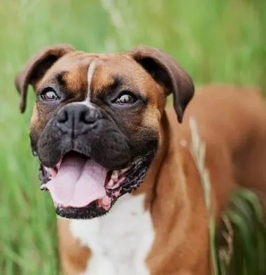Німецький боксер опис породи, догляд і здоров'я, фото і характер (опис) Німецький боксер опис породи, догляд і здоров'я, фото і характер