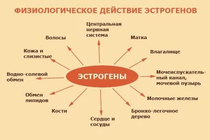 Низький рівень естрогену у жінок симптоми нестачі естрогенів, причини низької вироблення (симптоми) Низький рівень естрогену у жінок симптоми нестачі естрогенів, причини низької вироблення