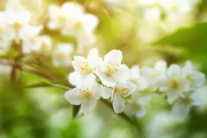 Neovadiol компенсуючий комплекс, vichy (комплекс) Neovadiol компенсуючий комплекс, vichy