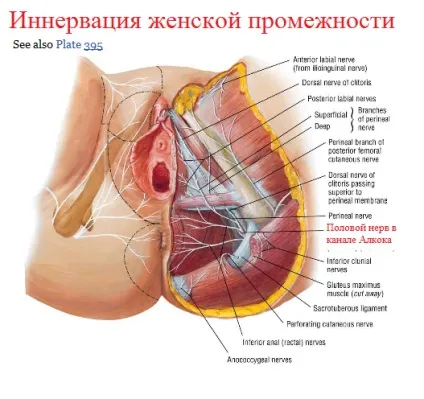 Нейропатія статевого (сороміцького) нерва в Житомирі, клініка урогінекології і нейроурології (нерва) Нейропатія статевого (сороміцького) нерва в Житомирі, клініка урогінекології і нейроурології