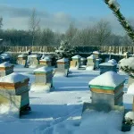 Нові технології в бджільництві - cельхозпортал (технології) Нові технології в бджільництві - cельхозпортал
