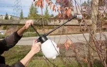 Обрізка груші восени для початківців схеми і відео, рекомендації (рекомендації) Обрізка груші восени для початківців схеми і відео, рекомендації
